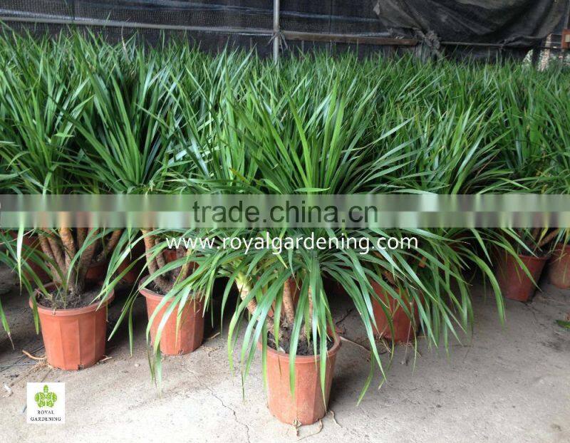 Dracaena draco indoor plants Ornamental Plants