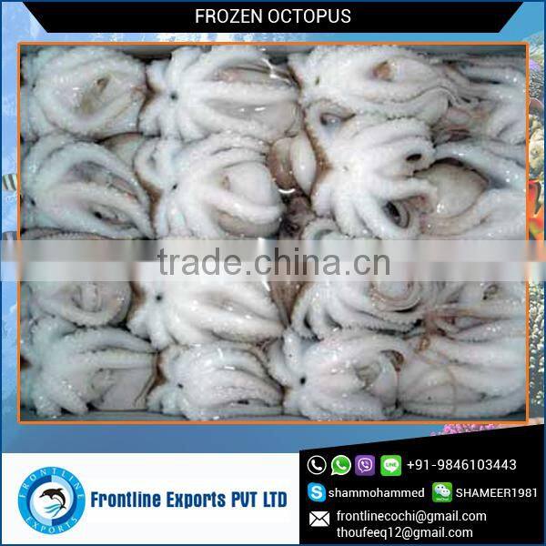 Frozen Sea Octopus for Wholesale Buyers