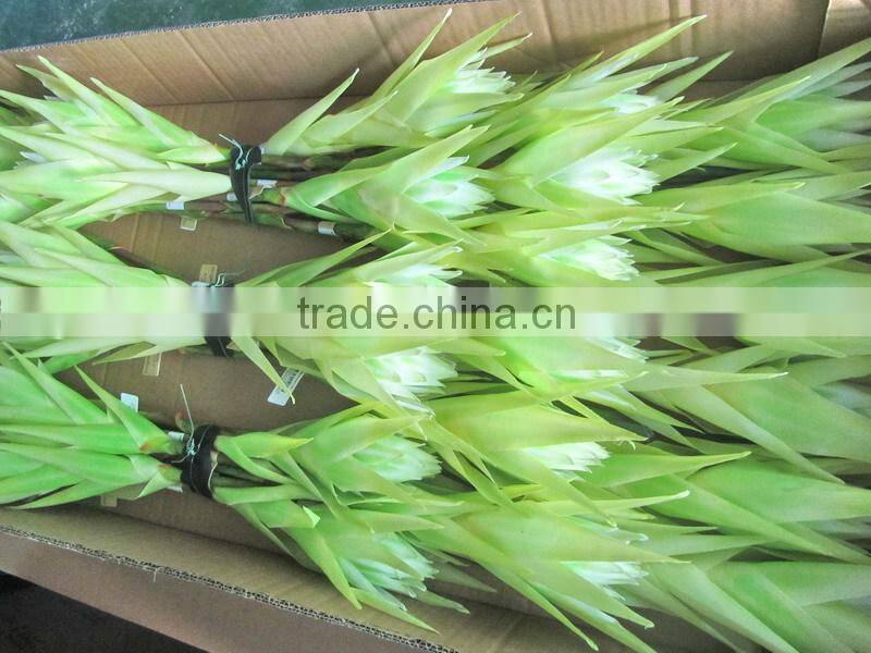 silk tropical flower tropical presentation