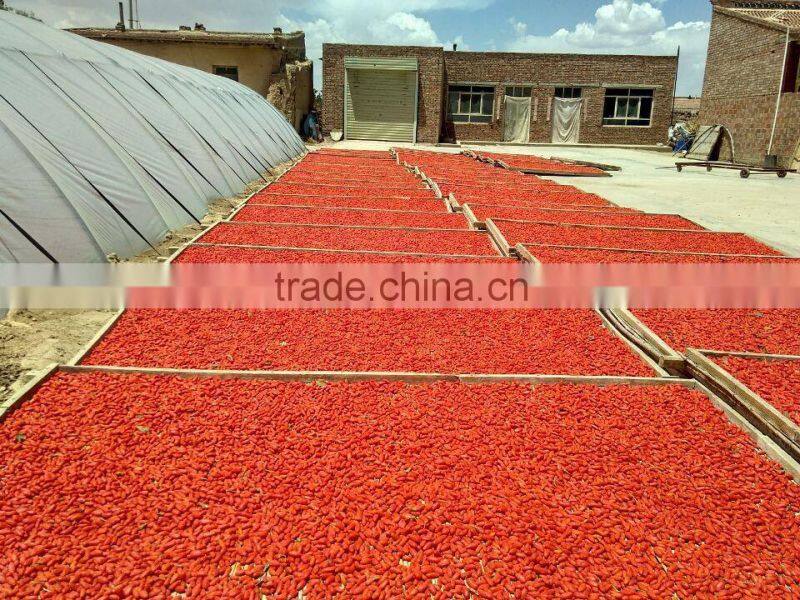 Goji Berry (Lycium Barbarum)