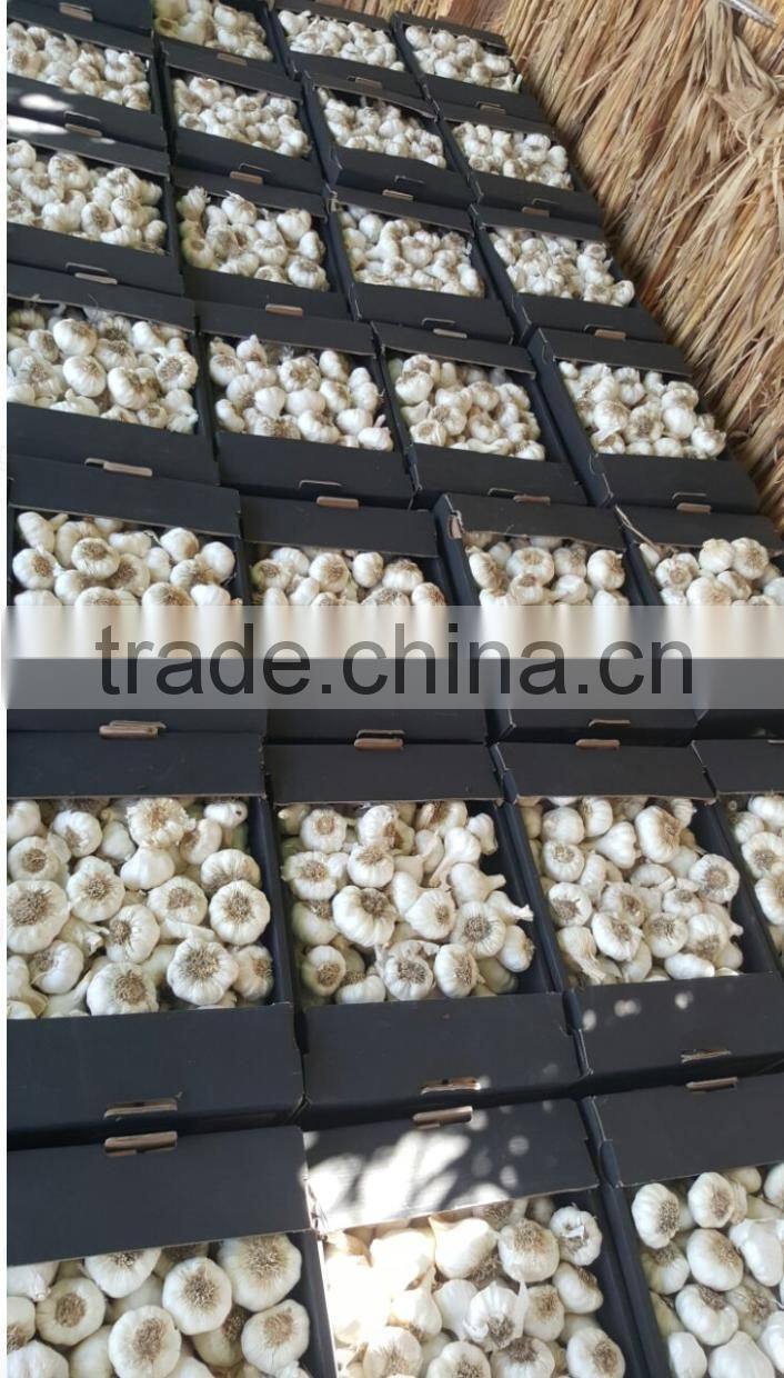 Takings Egyptian Garlic...dry garlic with best quality