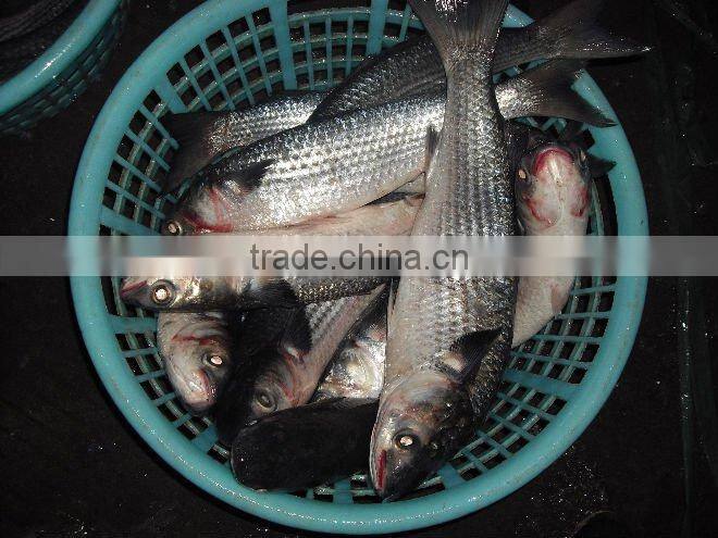frozen grey mullet