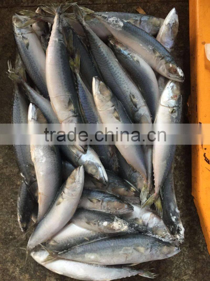 80-150g frozen pacific mackerel for canning