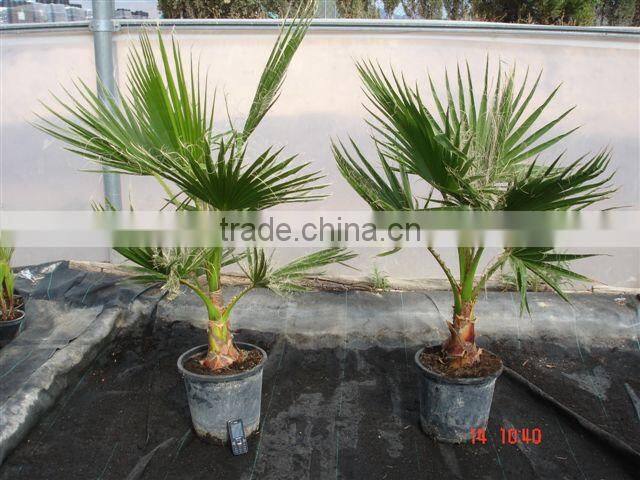 Washingtonia Robusta "Mexican Fan Palm"