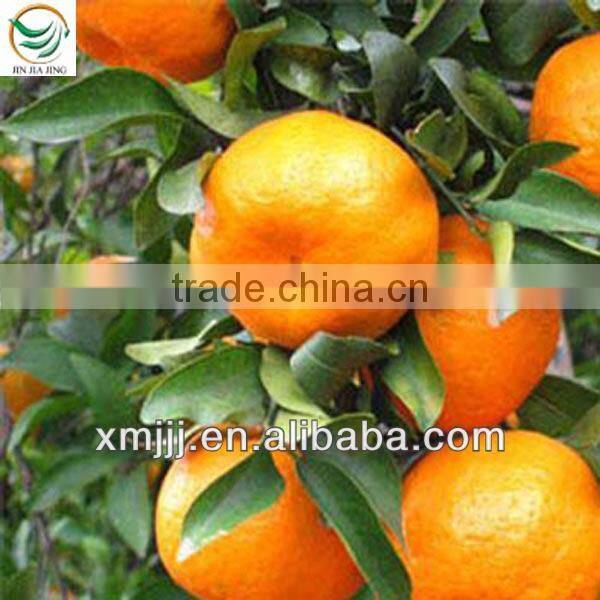 mandarin orange in price
