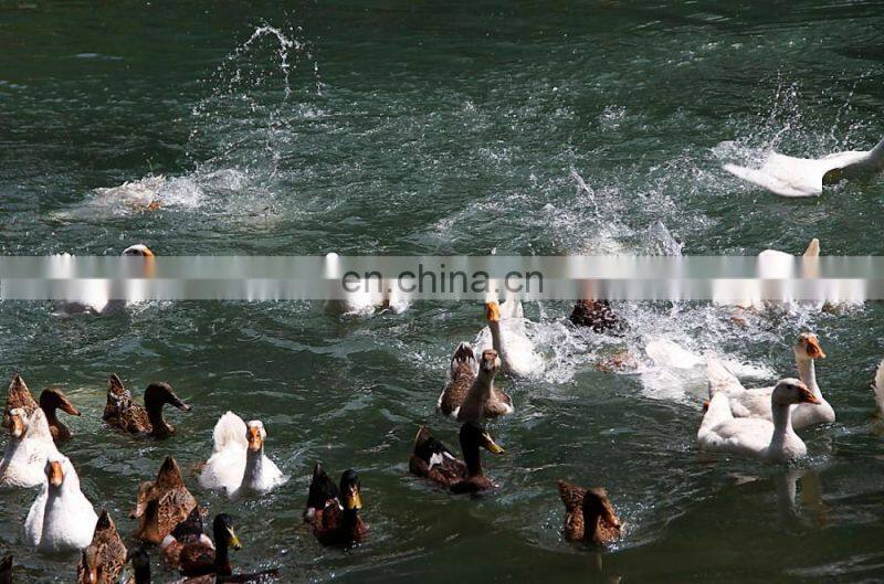 USA-2000 Grade A 70/30 grey duck down big down cluster high filling power, cleaness, odorless, whole sales