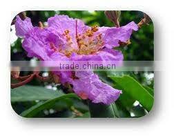 Moringa Essential Oil