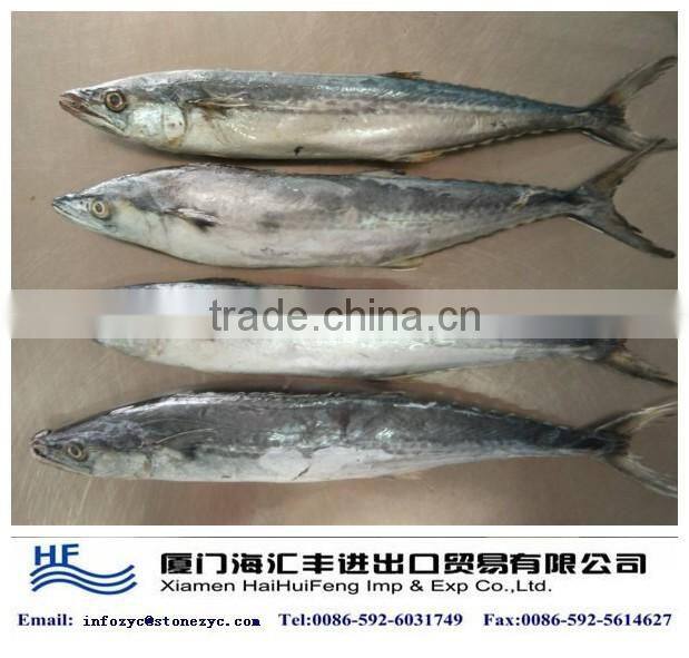 best frozen catfish from China