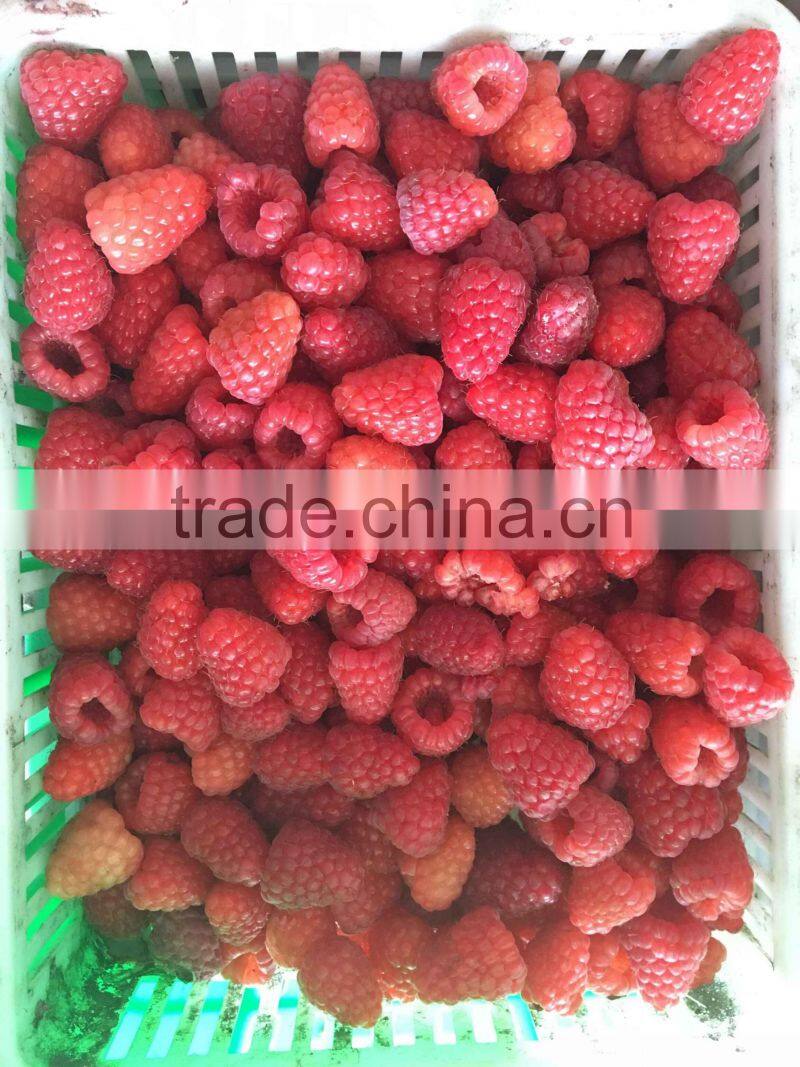 IQF Frozen raspberry whole with best price