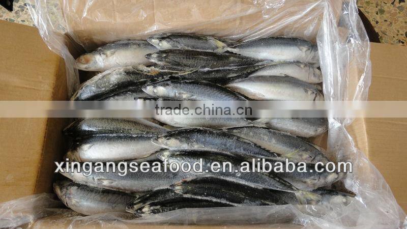 mackerel fish