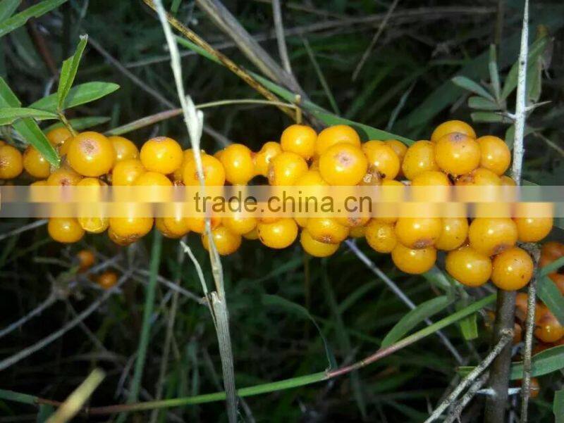 Herbal CO2 Supercritical Extract Seabuckthorn Oil Extract