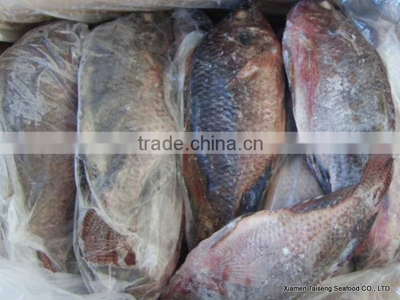 China export tilapia Fish whole round seafood product
