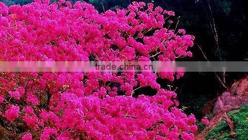 Tabebuia pentaphylla