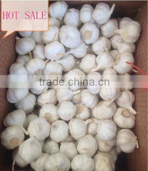 2016 new Fresh White Garlic at cheap price