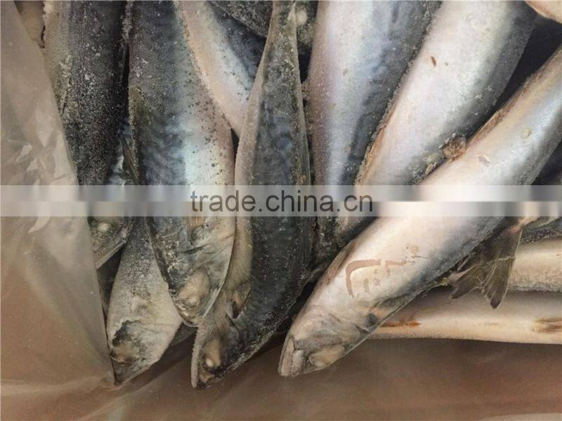 WR BQF frozen pacific mackerel 200-300g