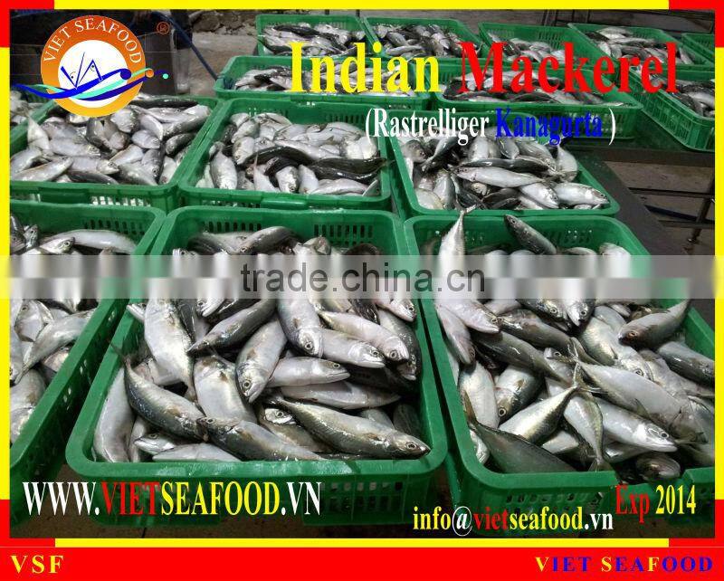FROZEN W/R INDIAN MACKEREL