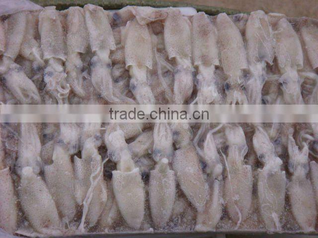 frozen whole baby squid
