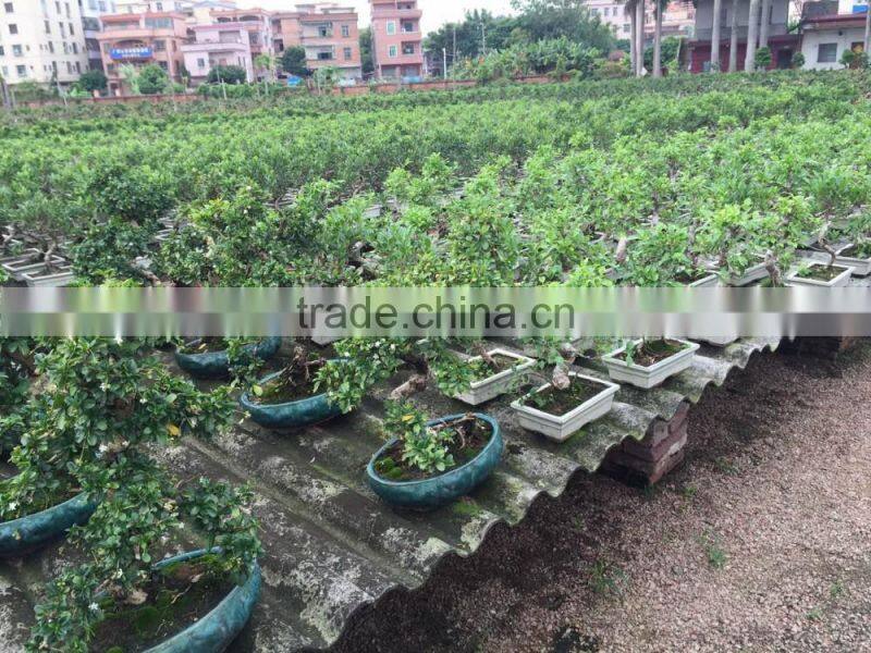 Carmona Microphylla bosnai