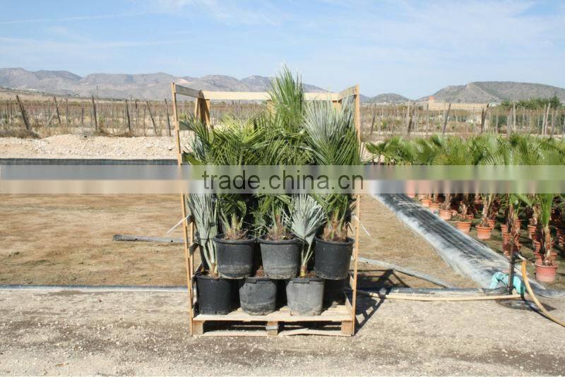 Bismarckia Nobilis - from 75/100 plant height in 8 liters pot