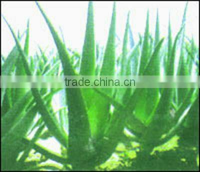 1.5D *38mm new material Functional Aloe fiber plant fiber