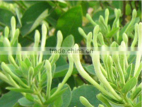 Honeysuckle tea ,Gold and silver tea ,Honeysuckle flower tea