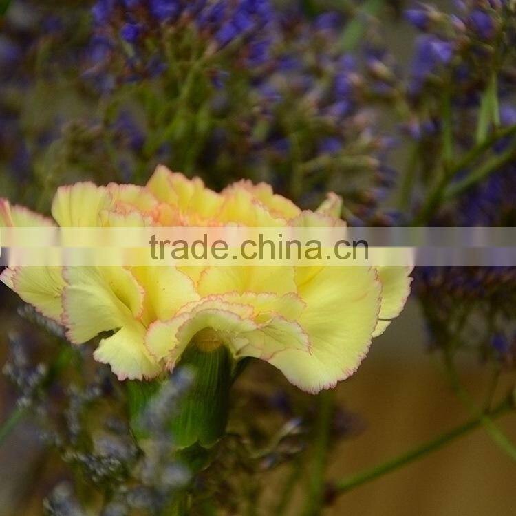 Colorful Best-Selling carnation fresh flower
