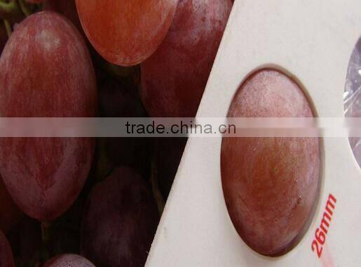 Chinese fresh fruits grape yunnan red grapes