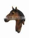 3D polyresin animal horse head wall decoration
