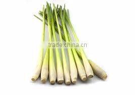 Organic fresh lemon grass Young