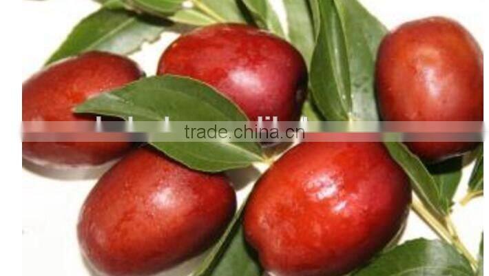 industrial dates size grader machine fruit processing equipment