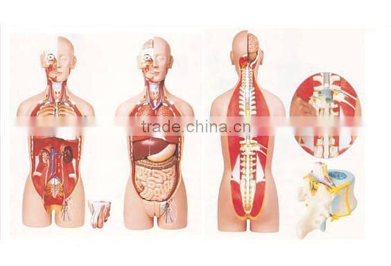 Nurse Training Doll(female)