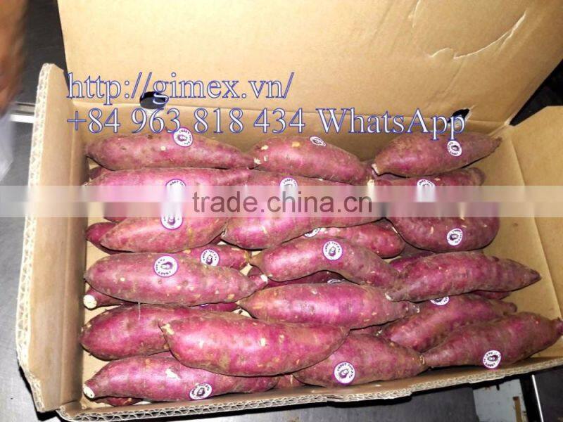 JAPAN YELLOW SWEET POTATO