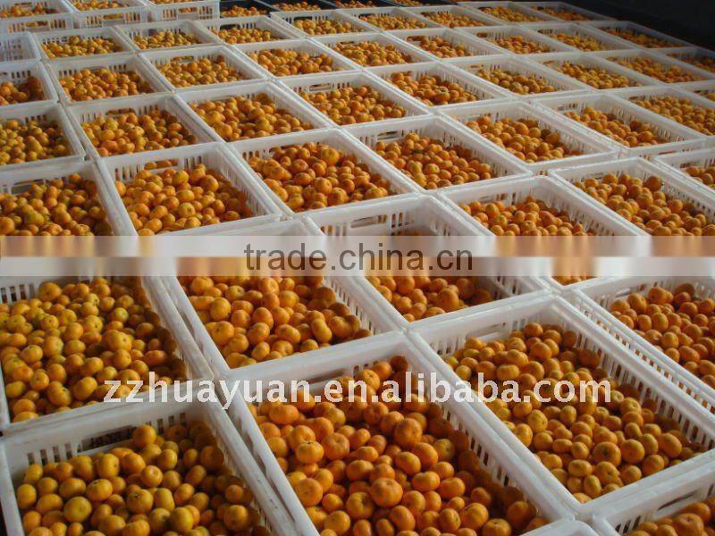 Sweet Nanfeng orange