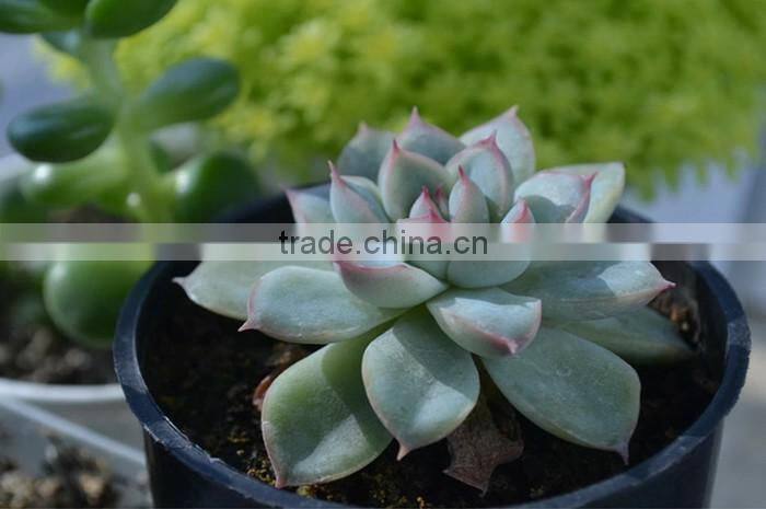 Echeveria pulidonis of succulent plants