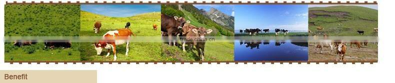 Environmental Highconcentrated Free Sample Branch Chain High Soluble amino acid for poultry feed