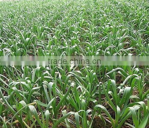 Farm machinery hand planter for garlic