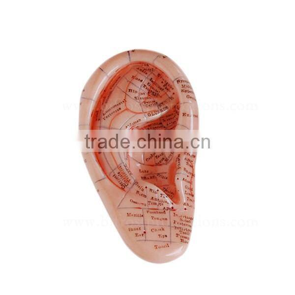 12cm Anatomical Human Body Model Ear Acupuncture