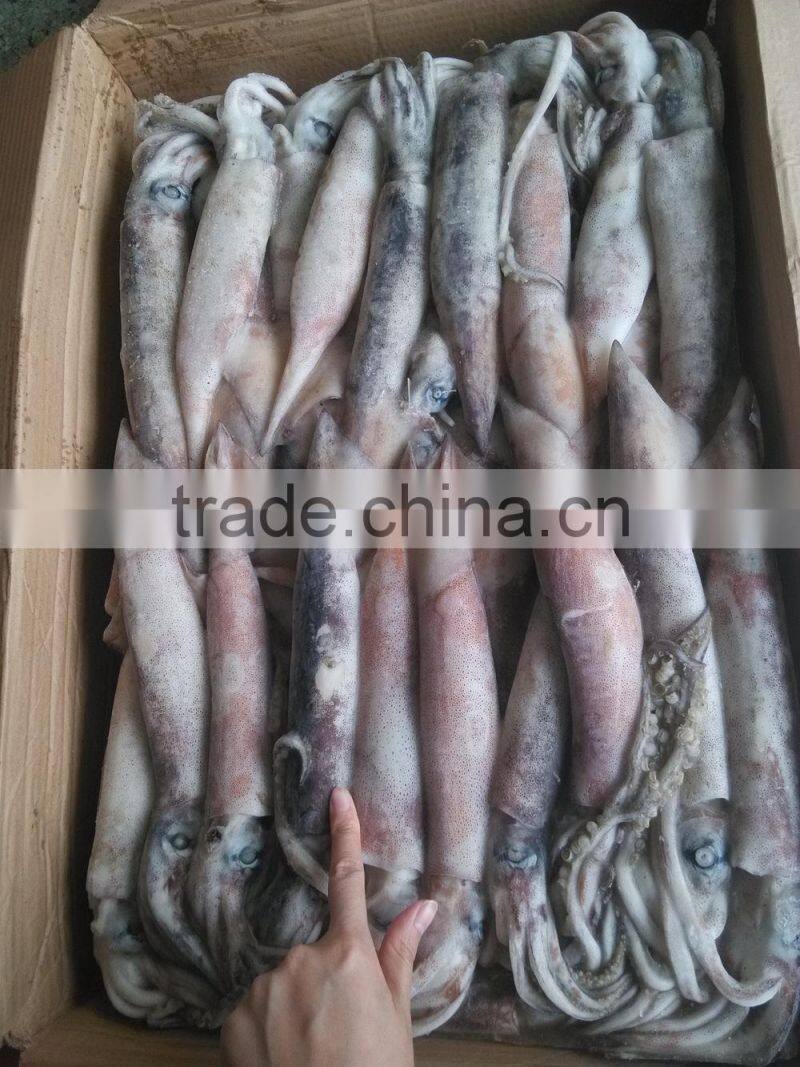 Todarodes Pacificus Squid Variety frozen whole round squid FROZEN SEAFOOD
