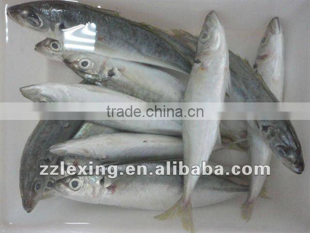 frozen horse mackerel