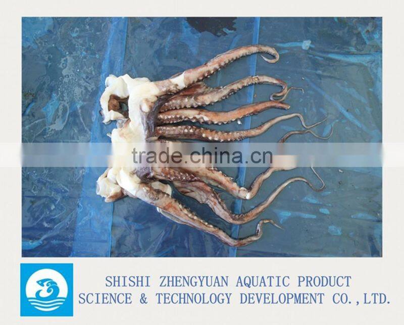 Zhengyuan Aquatic Frozen Giant Squid Head