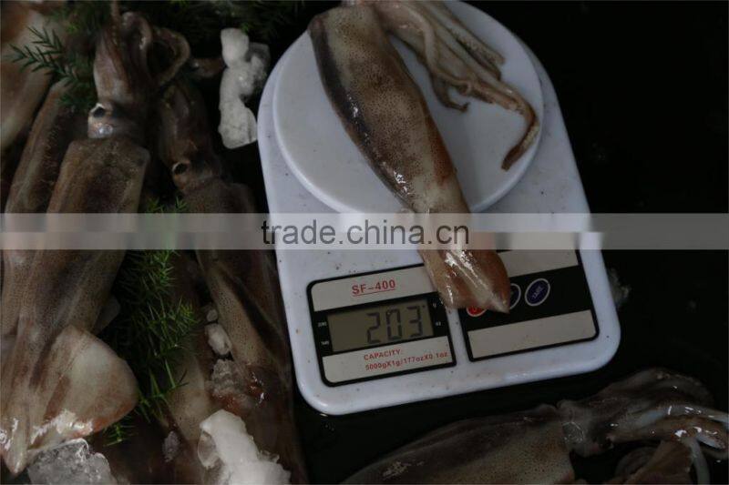 Frozen Squid 150-200g