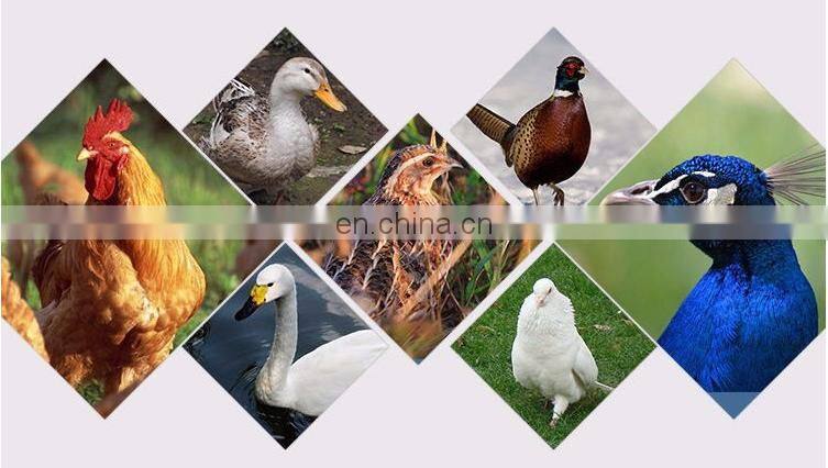 Hot Sale Commercial Eggs Incubator Hatchery Machine