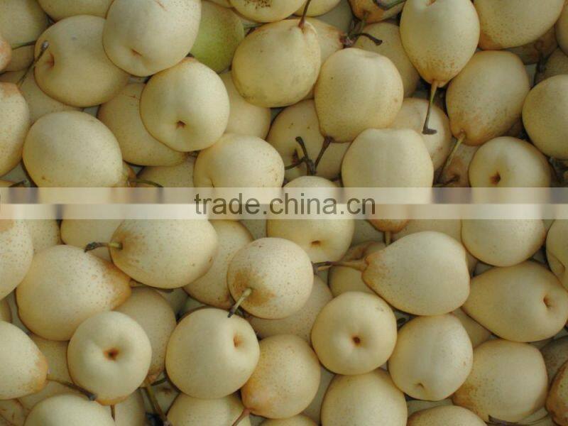 China fresh Ya pear for export best quality