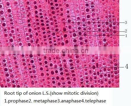 Lab instrument plant onion plant mitosis for microscopes set from factory