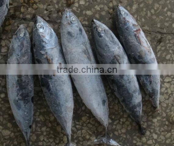 fresh tuna loin of bonito tuna