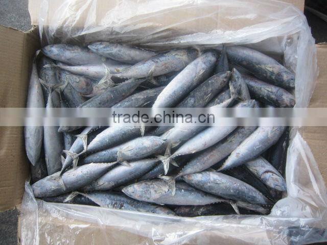 New frrozen bonito from china