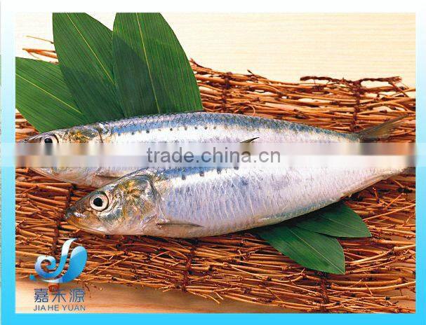 frozen fresh sardine