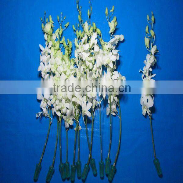 Fresh Cut Flowers Processing Type and Bud Part fresh orchid cheap wholesale orchid