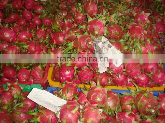 Dragon Fruit with high quality and Best Price