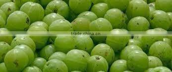 High quality Amla Extract